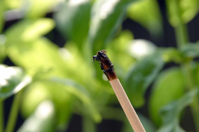 家庭菜園 09 06 27 バジルの害虫 なんくるないさ