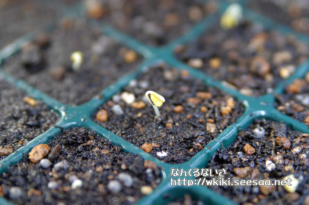家庭菜園 11 09 07 キャベツ芽が出た なんくるないさ